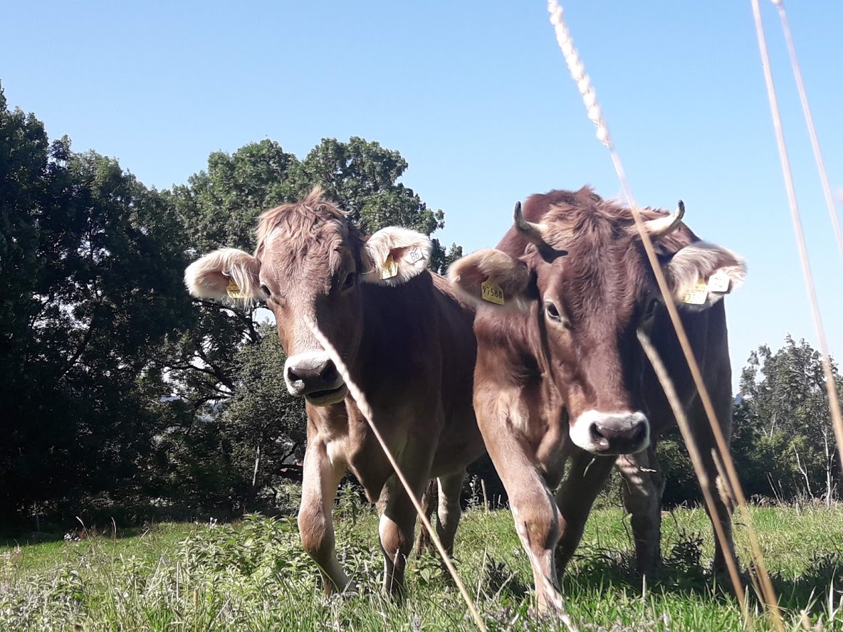 Kühe auf der Weide - Biobergbauernhof Wittwer