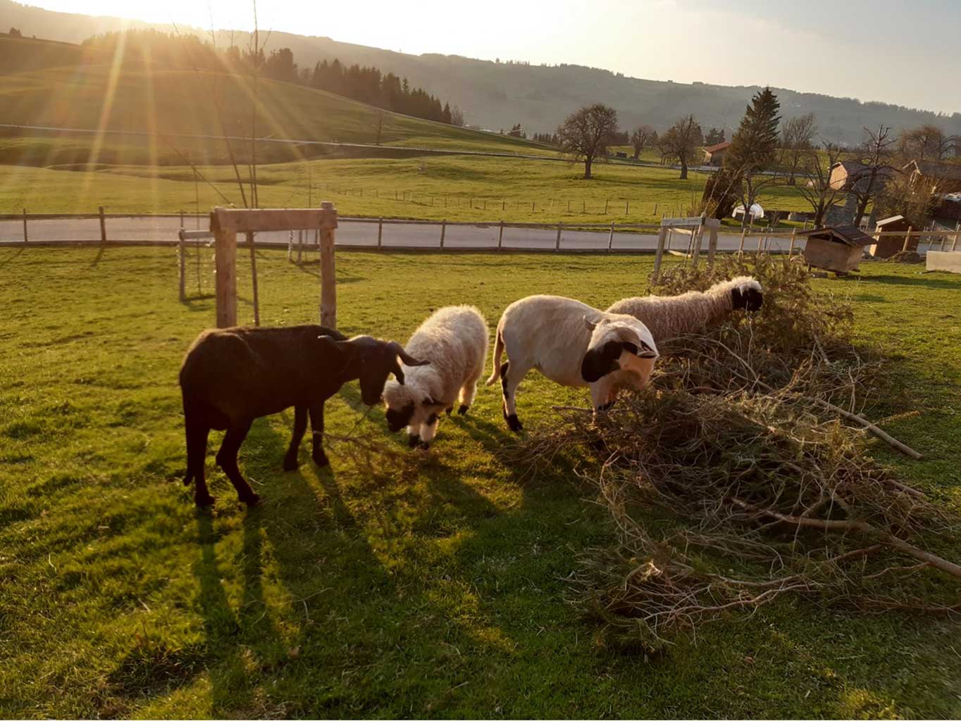 Schafe auf dem Biobergbauernhof Wittwer